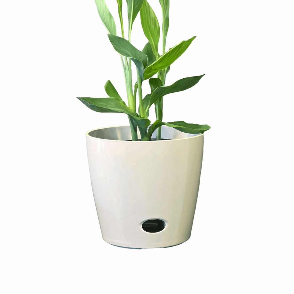 10" Cream Round Self-Watering Bamboo Pot - Image 8