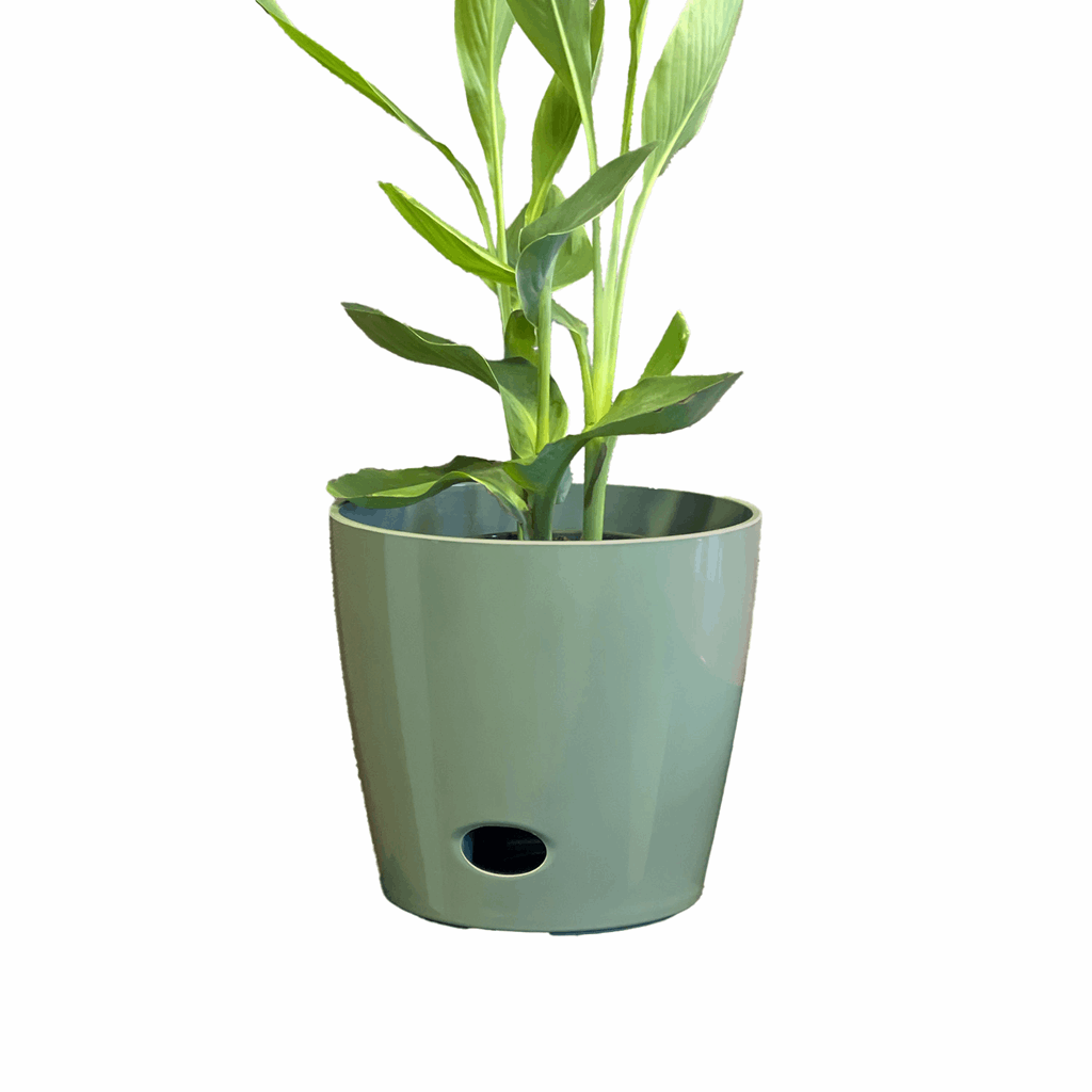 10" Sage Round Self-Watering Bamboo Pot - Image 9