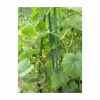 24" Metal Garden Stake - Image 2