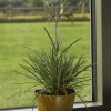 4" Green Bamboo Pot 5 Pack - Image 2