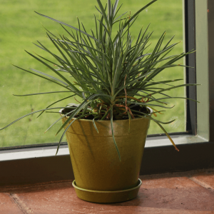 4" Green Bamboo Pot 5 Pack
