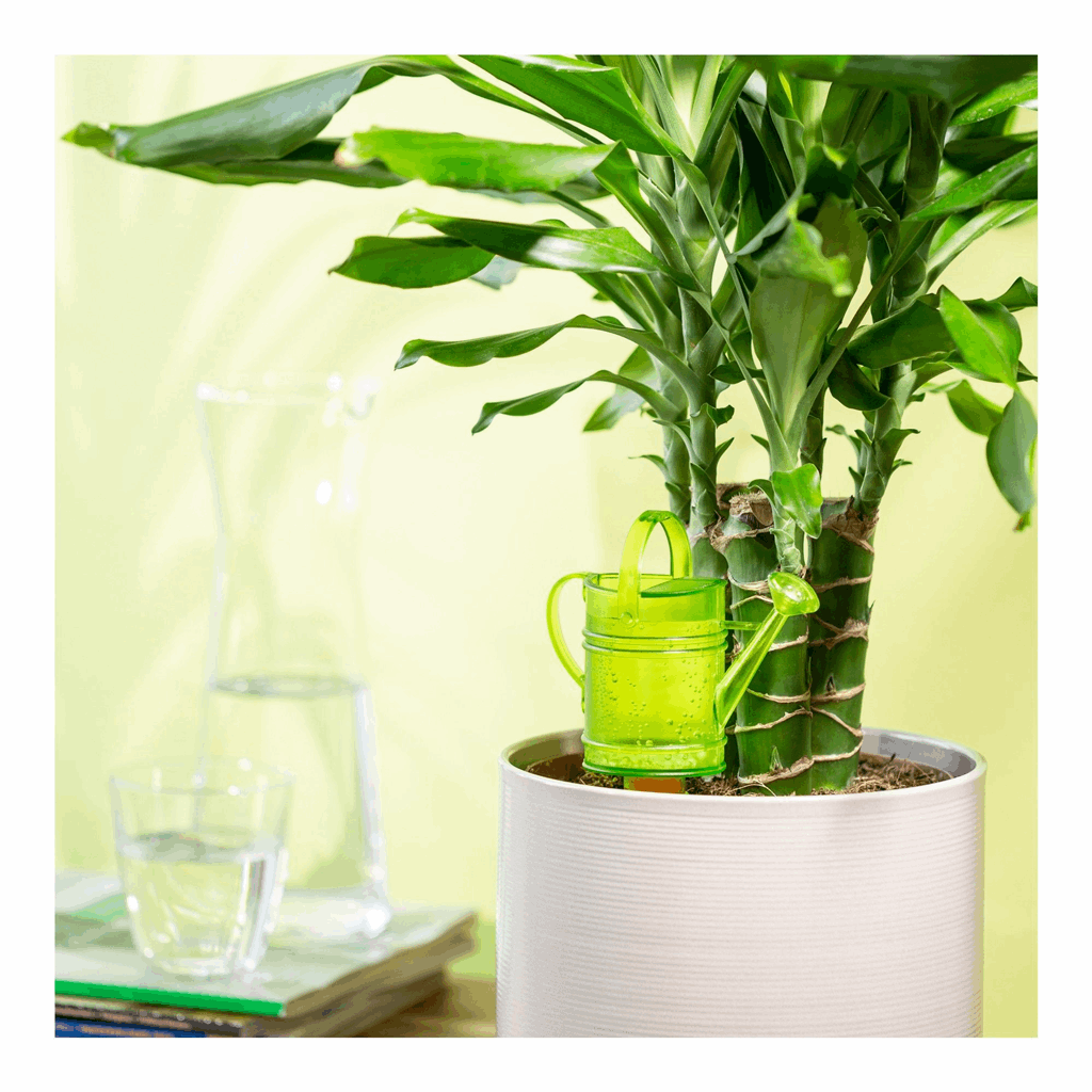 5 oz. Green Nelly Water Reserve - Image 2