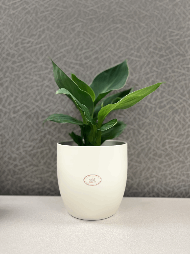 6.3" Matte Cream Ceramic Basel Fashion Pot - Image 2