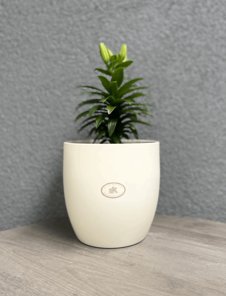 6.3" Matte Cream Ceramic Basel Fashion Pot - Image 3