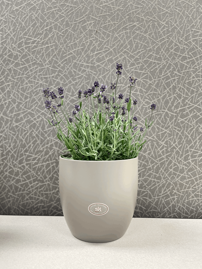 6.3" Matte Light Gray Ceramic Basel Fashion Pot - Image 2