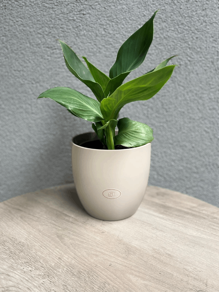 6.3" Matte Light Gray Ceramic Basel Fashion Pot - Image 4