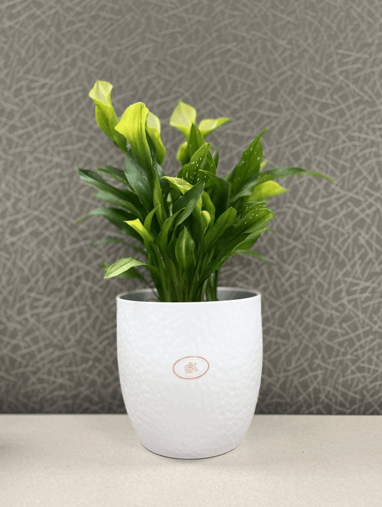 6.3" White Ceramic Boston Pot - Image 2