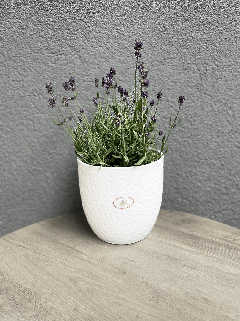 6.3" White Ceramic Boston Pot - Image 3