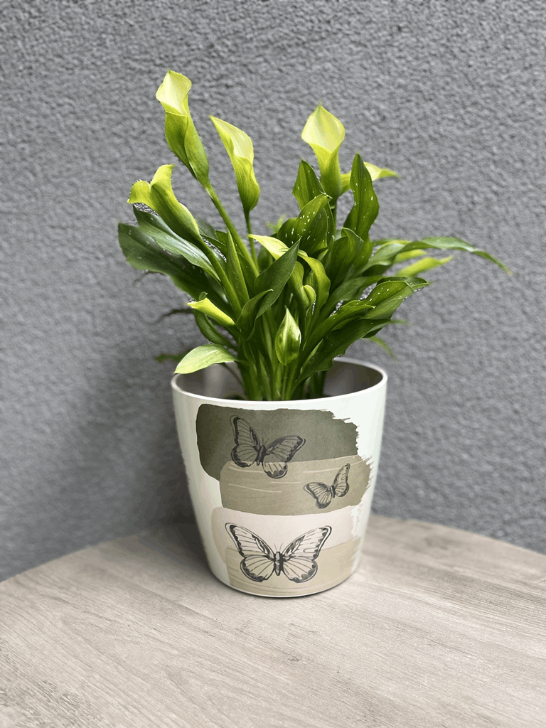 7" Butterfly Round Self-Watering Bamboo Pot - Image 12