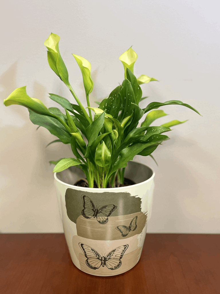 7" Butterfly Round Self-Watering Bamboo Pot - Image 13