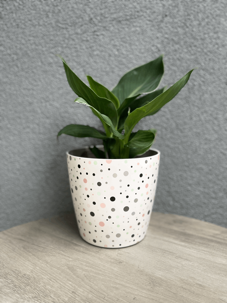 7" Dots Round Self-Watering Bamboo Pot - Image 13