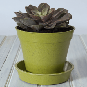 8" Green Bamboo Pot Single
