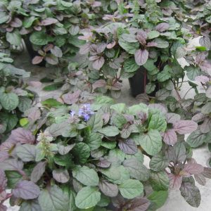 AJUGA 'BRONZE BEAUTY'  G1