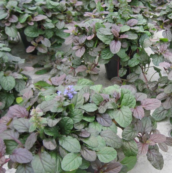 AJUGA 'BRONZE BEAUTY'  G1