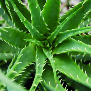 ALOE 'HEDGEHOG'  19CM PTW