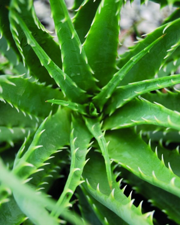 ALOE 'HEDGEHOG'  19CM PTW