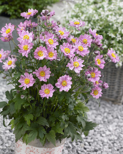 ANEMONE 'FANTASY POCAHANTAS'  19CM