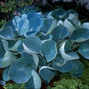 1 gallon - Abiqua Drinking Gourd Hosta (HOSTA ABIQUA DRINKING GOURD) - 1 gallon - 1 gallon