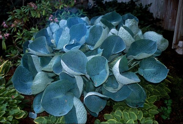 1 gallon - Abiqua Drinking Gourd Hosta (HOSTA ABIQUA DRINKING GOURD) - 1 gallon - 1 gallon