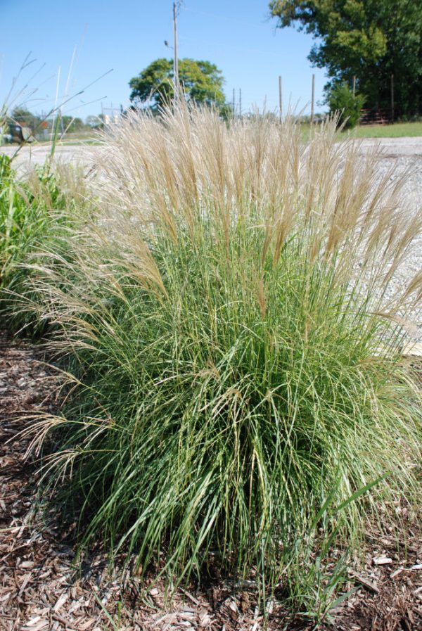 1 gallon - Adagio Maiden Grass (GRASS - M. S. ADAGIO) - 1 gallon - 1 gallon