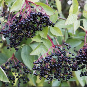 Adams Elderberry (SAMBUCUS CAND. ADAMS)