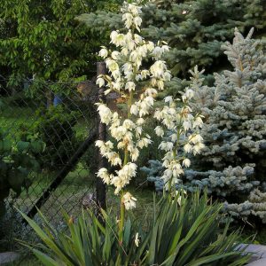 2 gallon - Adam's Needle (YUCCA FILAMENTOSA) - 2 gallon - 2 gallon