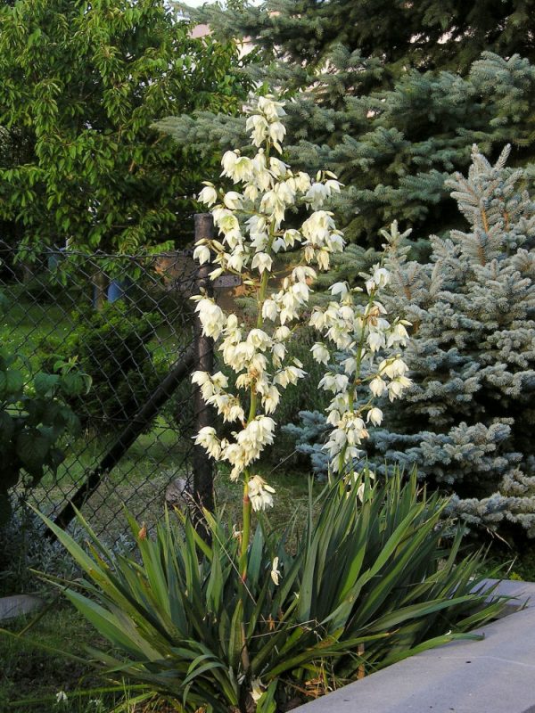2 gallon - Adam's Needle (YUCCA FILAMENTOSA) - 2 gallon - 2 gallon