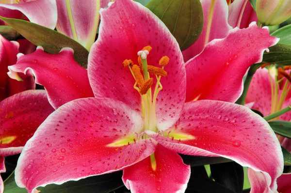 1 gallon - After Eight Oriental Lily (LILIUM AFTER EIGHT) - 1 gallon - 1 gallon