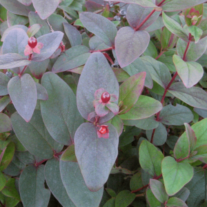 2 gallon 12" - Albury Purple St. Johnswort (HYPERICUM X A. ALBURY PURPLE) - 2 gallon 12" - 2 gallon 12"