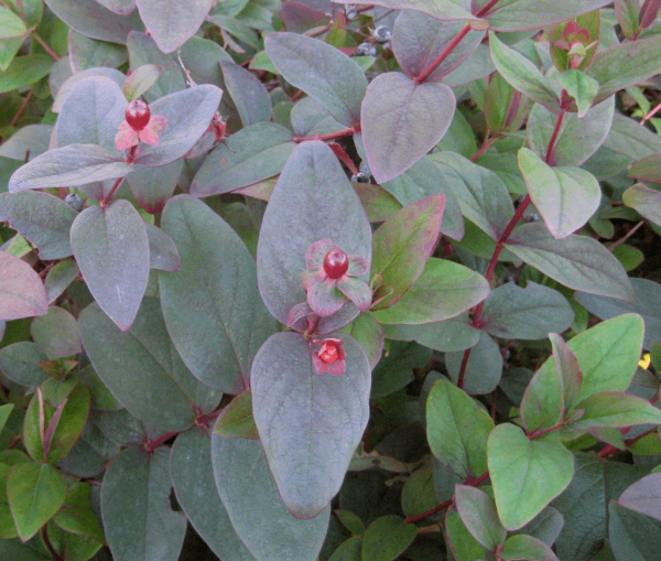 2 gallon 12" - Albury Purple St. Johnswort (HYPERICUM X A. ALBURY PURPLE) - 2 gallon 12" - 2 gallon 12"