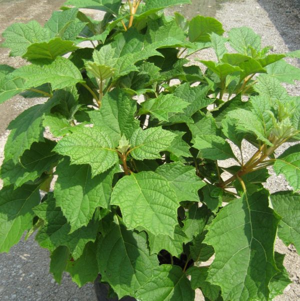 3 gallon 12" - Alice Oak Leaf Hydrangea (HYDRANGEA QU. ALICE) - 3 gallon 12" - 3 gallon 12"