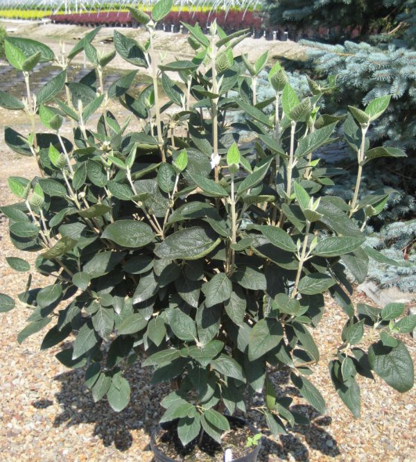 3 gallon 18-24" - Allegany Viburnum (VIBURNUM RHY. ALLEGHANY) - 3 gallon 18-24" - 3 gallon 18-24"