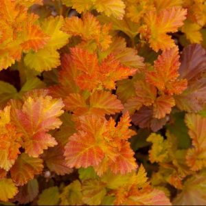 3 gallon 15" - Amber Jubilee™ Ninebark (PHYSOCARPUS O. AMBER JUBILEE) - 3 gallon 15" - 3 gallon 15"