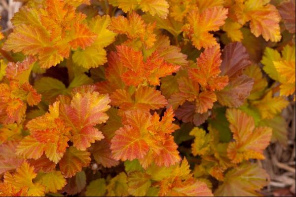 3 gallon 15" - Amber Jubilee™ Ninebark (PHYSOCARPUS O. AMBER JUBILEE) - 3 gallon 15" - 3 gallon 15"