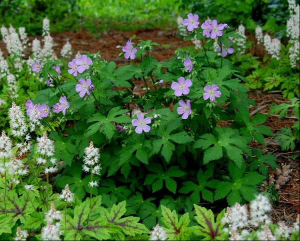 1 gallon - American Cranesbill (GERANIUM MACULATUM) - 1 gallon - 1 gallon