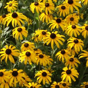 1 gallon - American Gold Rush Black-Eyed Susan (RUDBECKIA X AMERICAN GOLD RUSH) - 1 gallon - 1 gallon