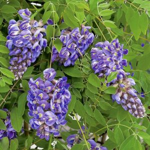 2 gallon 20" TRELLIS - Amethyst Falls Wisteria (WISTERIA FR. AMETHYST FALLS) - 2 gallon 20" TRELLIS - 2 gallon 20" TRELLIS
