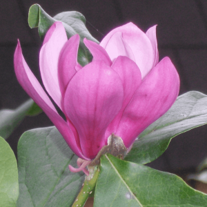 3 gallon 24-30" - Ann Magnolia (MAGNOLIA X ANN) - 3 gallon 24-30" - 3 gallon 24-30"