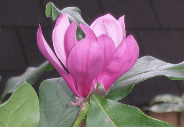 3 gallon 24-30" - Ann Magnolia (MAGNOLIA X ANN) - 3 gallon 24-30" - 3 gallon 24-30"