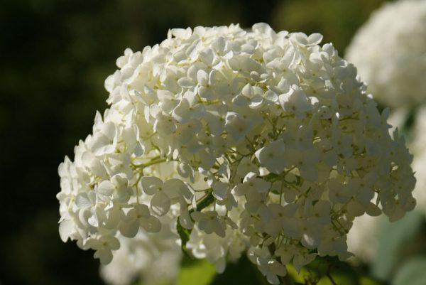 1 gallon - Annabelle Smooth Hydrangea (HYDRANGEA A. ANNABELLE) - 1 gallon - 1 gallon
