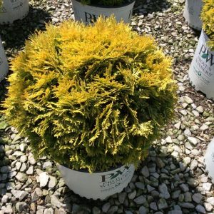 2 gallon - Anna's Magic Ball® Arborvitae (THUJA OCC. ANNAS MAGIC BALL) - 2 gallon - 2 gallon