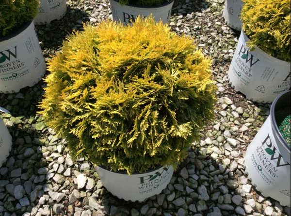 2 gallon - Anna's Magic Ball® Arborvitae (THUJA OCC. ANNAS MAGIC BALL) - 2 gallon - 2 gallon