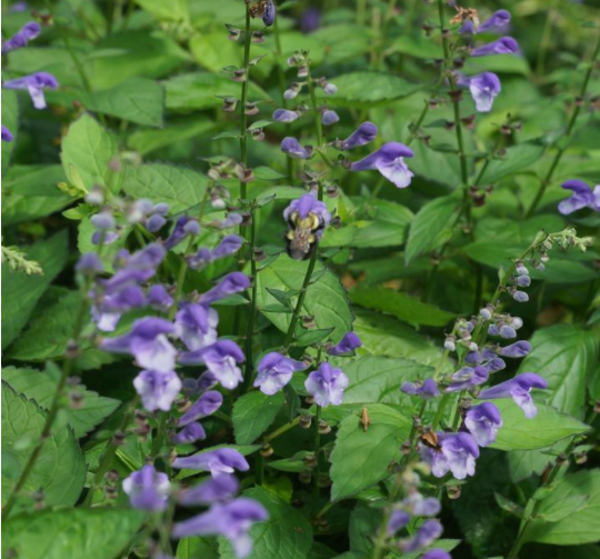 1 gallon - Appalachian Blues Skullcap (SCUTELLARIA APPALACHIAN BLUES 19CM PTW) - 1 gallon - 1 gallon