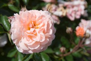 2 gallon - Apricot Drift® Rose (ROSE DRIFT APRICOT) - 2 gallon - 2 gallon