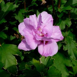 3 gallon 18" - Ardens Rose of Sharon (HIBISCUS S. ARDENS) - 3 gallon 18" - 3 gallon 18"