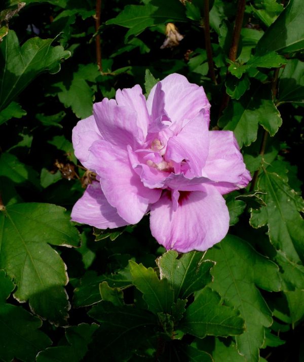 3 gallon 18" - Ardens Rose of Sharon (HIBISCUS S. ARDENS) - 3 gallon 18" - 3 gallon 18"