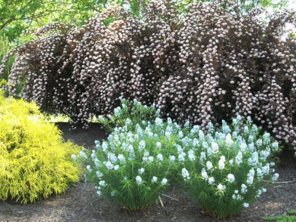 1 gallon - Arkansas Blue Star (AMSONIA HUBRICHTII) - 1 gallon - 1 gallon