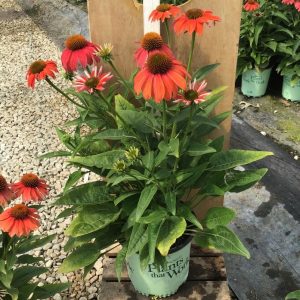 3QT - Artisan™ Red Ombre Coneflower (ECHINACEA ARTISAN RED OMBRE) - 3QT - 3QT