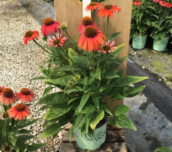 3QT - Artisan™ Red Ombre Coneflower (ECHINACEA ARTISAN RED OMBRE) - 3QT - 3QT