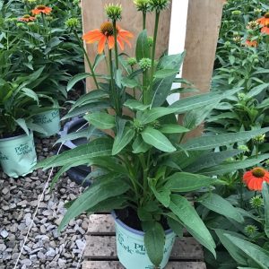 3QT - Artisan™ Soft Orange Coneflower (ECHINACEA ARTISAN SOFT ORANGE) - 3QT - 3QT